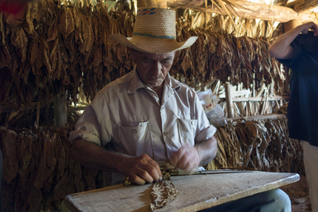 cuban habanos cigars